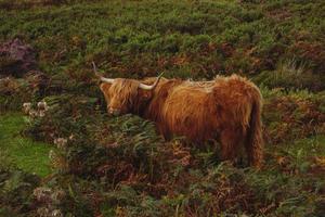 högland nötkreatur i skott highlands foto