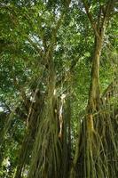 botten se av lång gammal banyan träd i . låg vinkel skott av en banyan träd, i morgon- foto