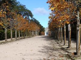 romantisk promenad bland torra löv på hösten foto