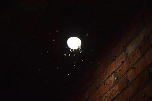natt insekter på en Glödlampa foto