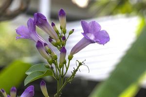 skönhet färsk lila mansoa alliacea blomning och knoppar vin blomma med grön löv utomhus- i botaniska trädgård foto