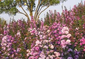 färsk bukett rosa violett Söt blomma blomma i botaniska trädgård. roman blomsterhandlare violett ört blomning i naturlig parkera foto