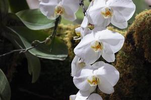 färsk phalaenopsis vit orkide blomma blomning i botanik trädgård med grön löv. foto