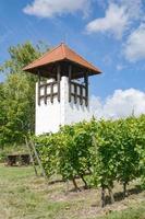 vingård landskap, rhinehessen vin region, Tyskland foto