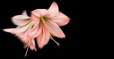 suddig amaryllis blommor på svart bakgrund foto