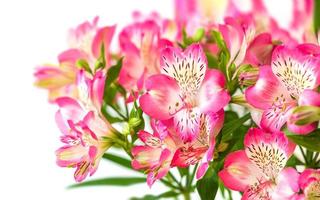 alstroemeria blommor bakgrund foto