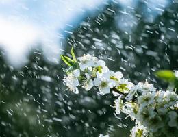 vår regn i de trädgård foto