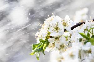 vår regn i de trädgård foto