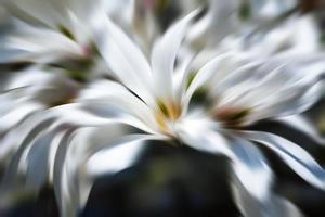 abstrakt suddig bild av magnolia blommor foto