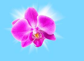 rosa orkide på blå foto