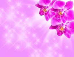 rosa orkide på rosa bakgrund foto