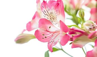 alstroemeria blommor bakgrund foto