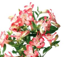 alstroemeria blommor bakgrund foto