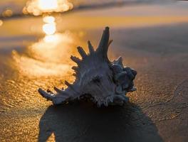 hav skal lögner på de sandig strand foto