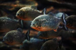 piranhas i akvariet foto