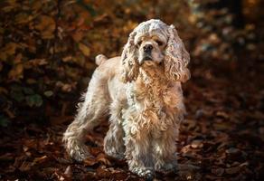 amerikan cockerspaniel spaniel i höst skog foto