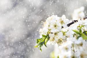 vår regn i de trädgård foto