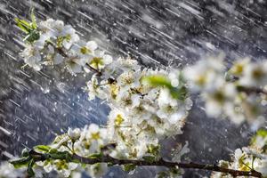 vår regn i de trädgård foto