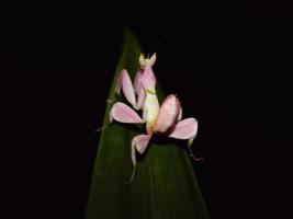 gräshoppa tycka om blommor uppflugen atop de tips av de löv foto