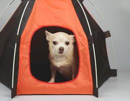 brun kort hår chihuahua hund Sammanträde i orange camping tält på vit bakgrund. sällskapsdjur resa begrepp. foto
