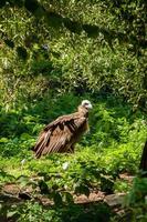 griffins i grön gräs närbild foto