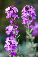 mjukt fokus av långa lila blommor foto