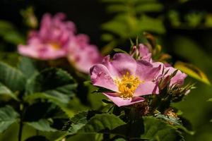 skön reste sig grenar rosa foto