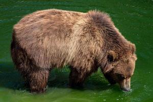 brun Björn i vatten. porträtt av brun Björn ursus arctos beringianus. kamchatka brun Björn. foto