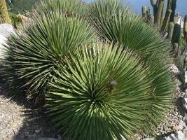 många olika kaktusar av annorlunda storlek. odling av kaktusar. foto