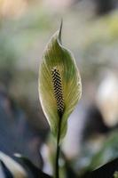 närbild av en grön calla lilja foto