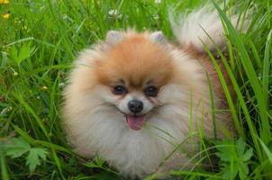 en rödhårig liten hund i de gräs. spets gående i de trädgård foto