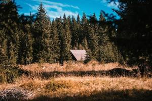 brunt trähus mitt i skogen foto