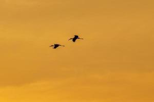 fåglar flygande i de solnedgång himmel foto