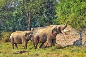 två asiatisk vild elefant partners kärleksfullt spelar med deras trunkar i en gräs fält på en Zoo foto