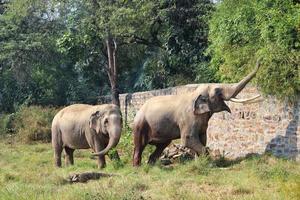 två asiatisk vild elefant partners kärleksfullt spelar med deras trunkar i en gräs fält på en Zoo foto