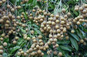 longan fruktträdgårdar - tropisk frukt ung longan i lamphun, thailand foto