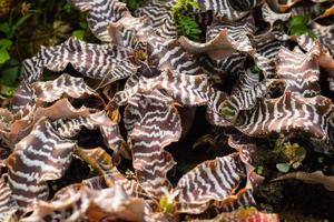 bromeliads växt i trädgård. Hem växt dekoration begrepp foto