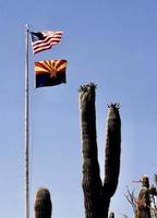 arizona flagga och kaktus foto