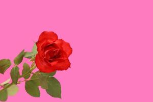 röd ett reste sig blomma med grön löv isolerat på rosa bakgrund. hjärtans dag. Mars 8 kvinnors dag. mors dag. mormor dag. Lycklig födelsedag. påsk. hälsning kort eller baner med plats för text. foto