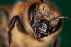 närbild makro skott av bi huvud foto