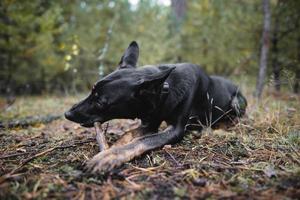 ung svart renrasig hund gnager en pinne i de skog. foto