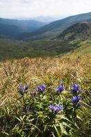 skön landskap bergen karpater i de ukraina foto