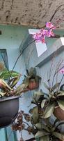 skön phalaenopsis pulcherrima för trädgård dekoration. orkide arter. hus växter. orkide samling foto