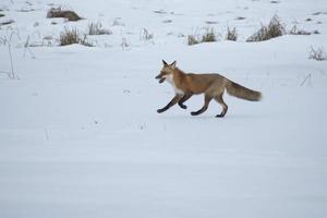 röd räv springer i snö foto