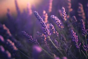 blomning flagrant lavendel- blommor på en fält, närbild violett bakgrund foto