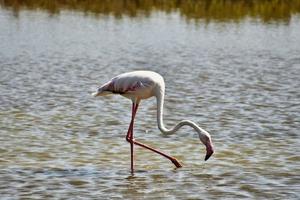 flamingo förbi de vatten foto