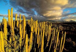 ökenlandskap med kaktus foto