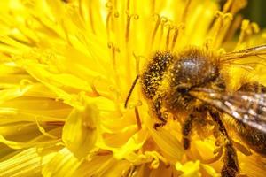 honung bi täckt med gul pollen dryck nektar, pollinerande gul maskros blomma. inspirera naturlig blommig vår eller sommar blomning trädgård bakgrund. liv av insekter. makro, stänga upp foto