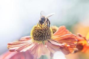 honungsbi täckt med gul pollen drick nektar, pollinerande orange blomma. inspirerande naturlig blommig vår eller sommar blommande trädgård eller park bakgrund. insekters liv. makro närbild. foto