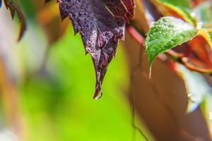 vinindustrin. droppar regnvatten på gröna druvblad i vingården foto